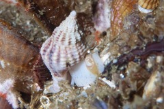 Nassarius capensis