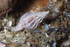 Nassarius capensis