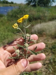 Achillea micrantha