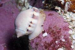 Semicassis zeylanica