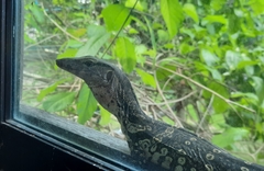 Varanus salvator macromaculatus