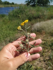 Achillea micrantha