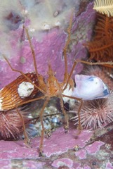 Macropodia falcifera