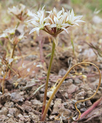 Allium nevadense