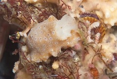 Mandelia mirocornata