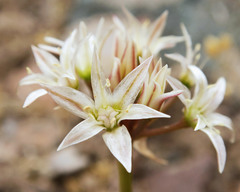 Allium nevadense