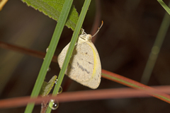 Eurema herla