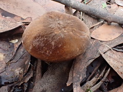 Lactifluus leonardii