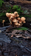 Marasmius cohaerens lachnophyllus
