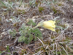 Pulsatilla albana