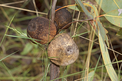 Cystococcus pomiformis