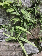 Asplenium trichomanes