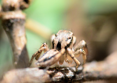 Habronattus texanus