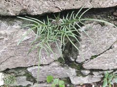 Pteris multifida