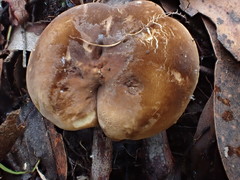 Lactifluus leonardii