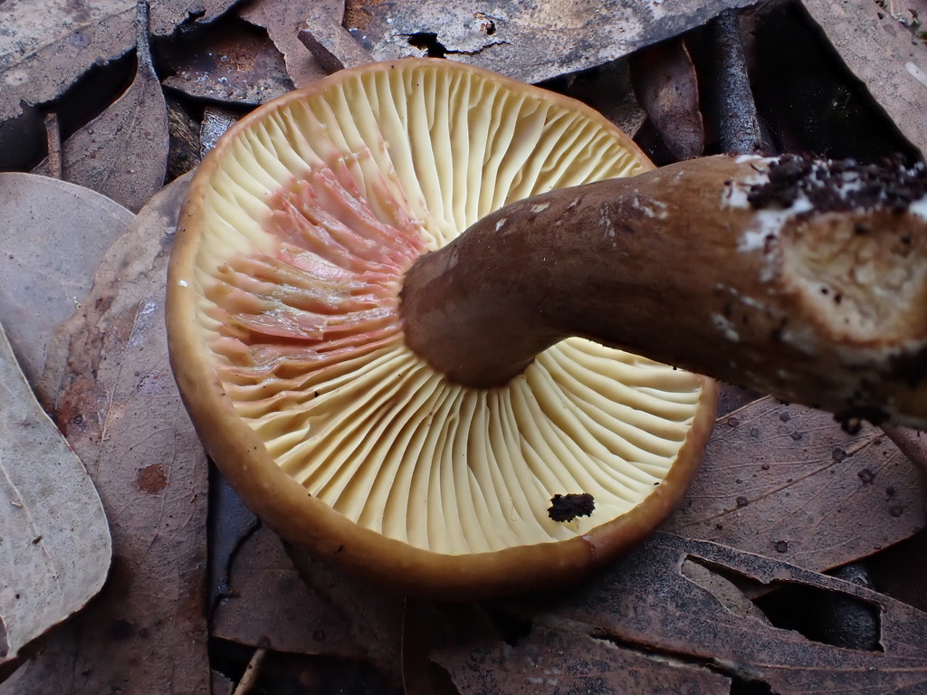 Lactifluus leonardii
