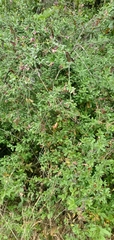 Rhinotropis cornuta