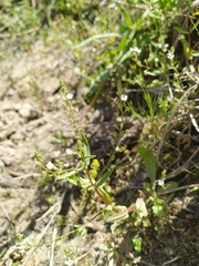 Veronica anagalloides