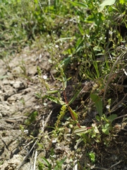 Veronica anagalloides