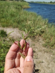 Veronica anagalloides