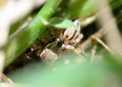 Habronattus texanus