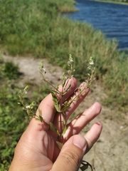 Veronica anagalloides