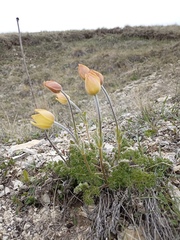 Pulsatilla albana
