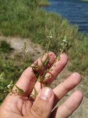 Veronica anagalloides