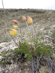 Pulsatilla albana