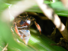 Habronattus texanus