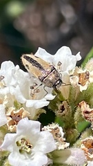 Acmaeodera latiflava