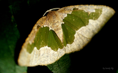 Celenna festivaria
