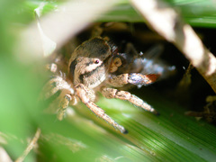 Habronattus texanus