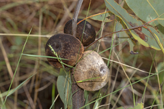 Cystococcus pomiformis