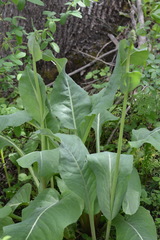 Ligularia heterophylla