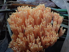 Ramaria anziana
