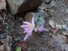 Colchicum stevenii