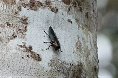 Belionota prasina