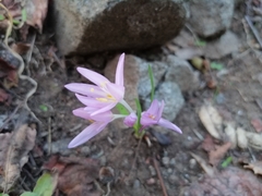 Colchicum stevenii