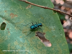 Cylindera versicolor