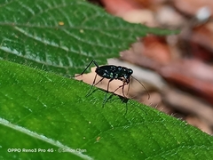 Cylindera versicolor