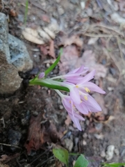 Colchicum stevenii