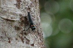 Belionota prasina