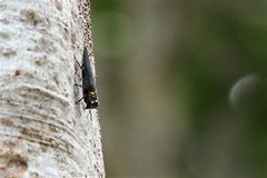 Belionota prasina