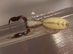 Cheliferoides longimanus