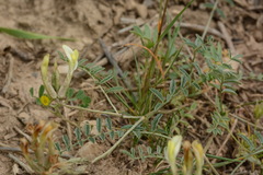 Astragalus bossuensis