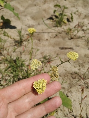 Achillea × submicrantha