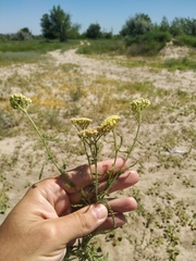 Achillea × submicrantha