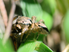 Habronattus texanus