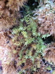 Bartramiopsis lescurii